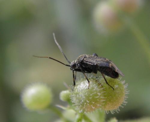 Réf. 106 127 : Polymerus nigrita