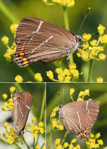 Réf. 106 062 : Satyrium w-album