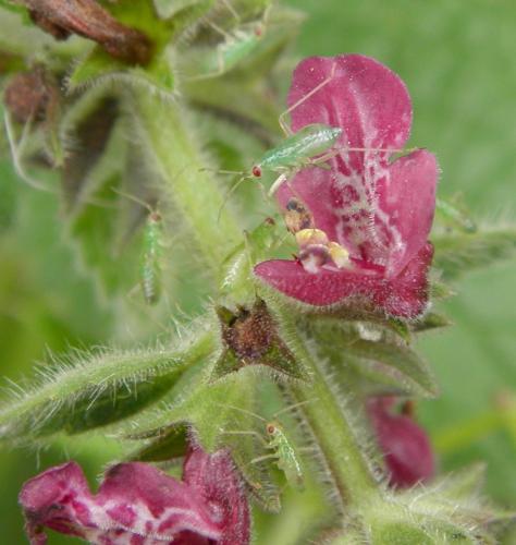 Réf. 106 128 : Dicyphus stachydis