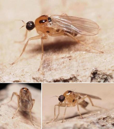 Réf. 106 044 : Drapetis ephippiata