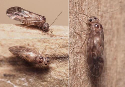 Réf. 106 644 : Peripsocus sp.