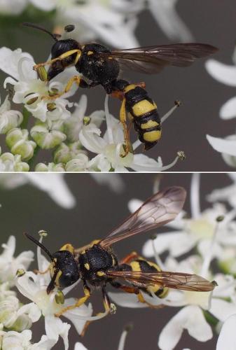 Cerceris rybyensis
