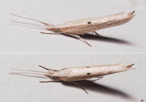 Réf. 106 464 : Ypsolopha nemorella