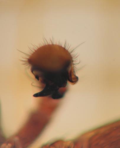 Xysticus sp.