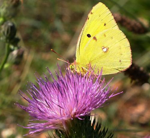 Colias croceus