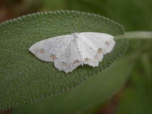 Réf. 106 212 : Scopula ornata
