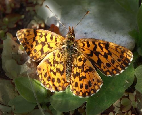 Réf. 106 683 : Boloria dia