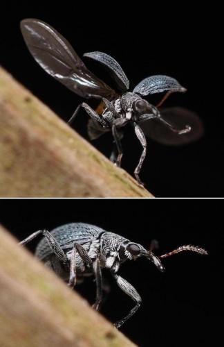 Eutrichapion vorax