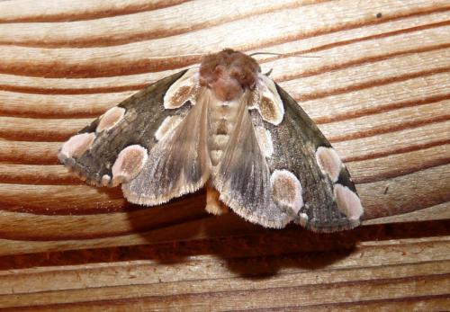 Réf. 106 156 : Thyatira batis