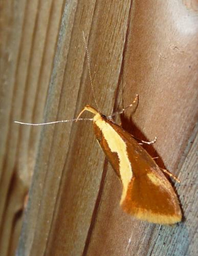 Harpella forficella