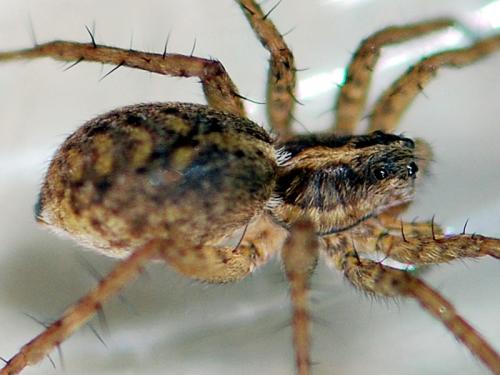 Réf. 106 381 : Pardosa tenuipes