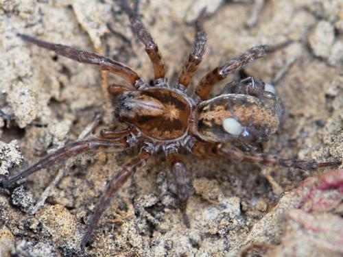 Arctosa personata