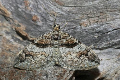Pareulype berberata