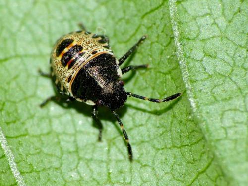Rhaphigaster nebulosa