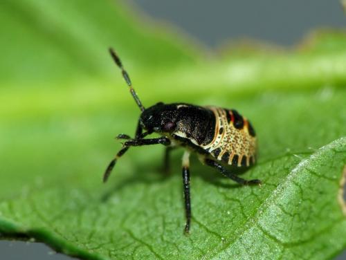 Rhaphigaster nebulosa