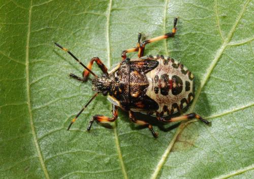 Pinthaeus sanguinipes