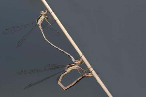 Lestes virens