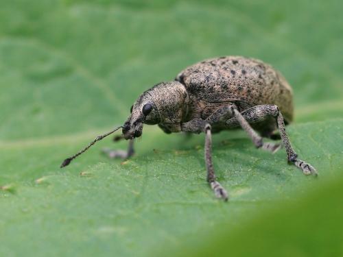 Réf. 106 029 : Liophloeus tessulatus