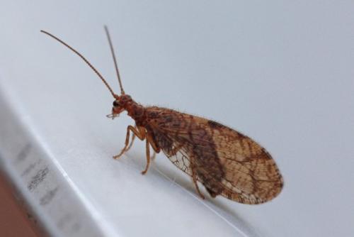 Micromus angulatus