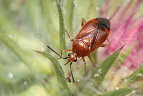 Réf. 106 280 : Deraeocoris ruber