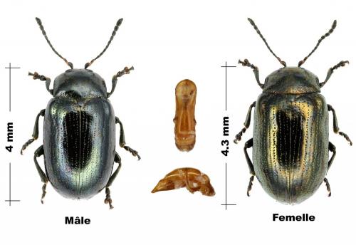 Phratora vitellinae