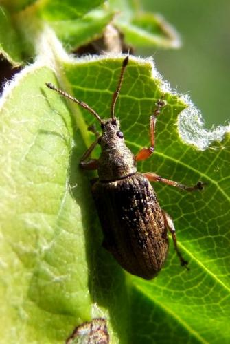 Réf. 106 845 : Phyllobius pyri