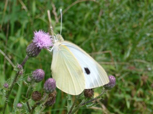 Réf. 106 782 : Pieris brassicae