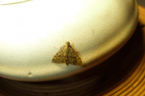 Réf. 106 119 : Anania verbascalis
