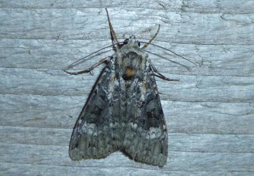 Anaplectoides prasina
