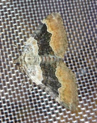 Réf. 106 552 : Xanthorhoe quadrifasiata
