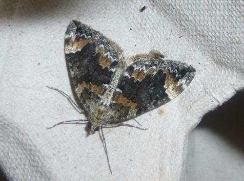 Réf. 106 557 : Dysstroma citrata