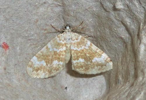 Perizoma flavofasciata