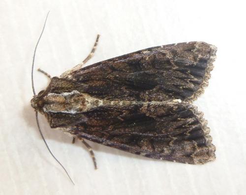 Réf. 106 549 : Apamea monoglypha