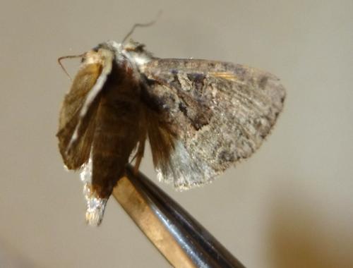 Apamea remissa