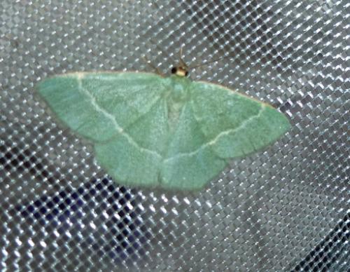 Réf. 106 590 : Chlorissa sp.