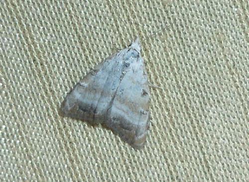 Nola cristatula