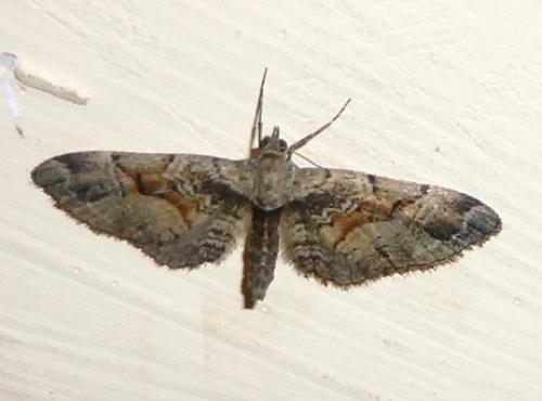 Eupithecia sinuosaria