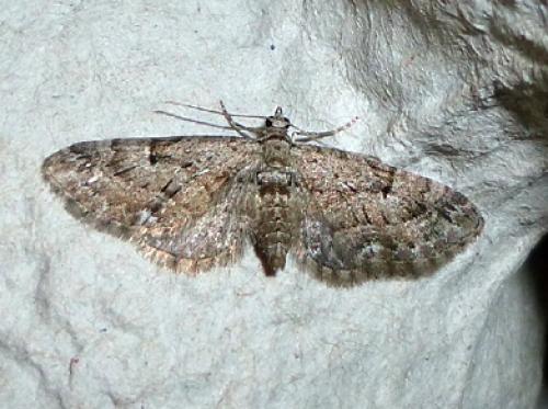 Réf. 106 695 : Eupithecia pusillata