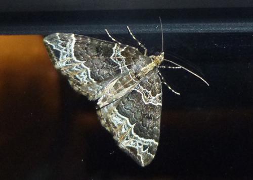 Réf. 106 574 : Ecliptopera silaceata