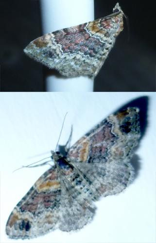 Réf. 106 554 : Xanthorhoe spadicearia