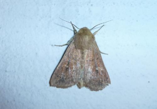 Réf. 106 700 : Mythimna ferrago