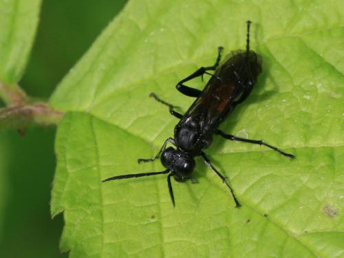 Réf. 106 031 : Macrophya annulata