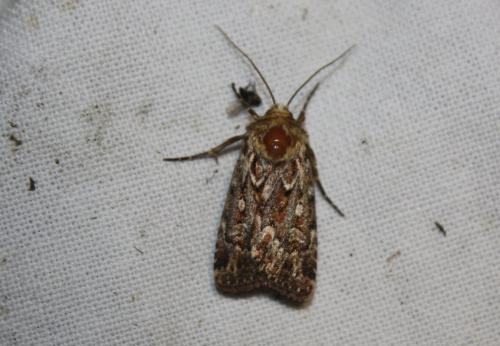 Réf. 106 366 : Lycophotia porphyrea