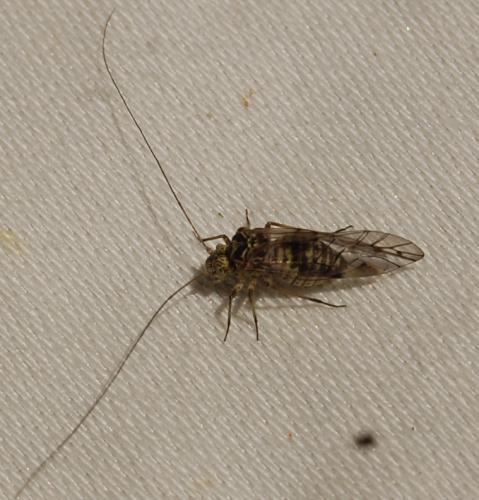 Psococerastis gibbosa