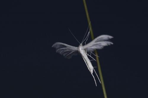 Pterophorus pentadactyla
