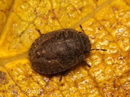 Réf. 106 248 : Odontoscelis lineola