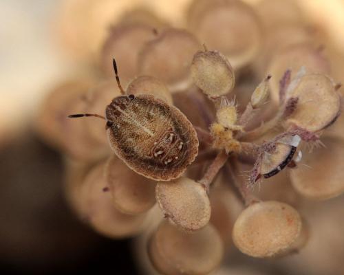 Stagonomus amoenus