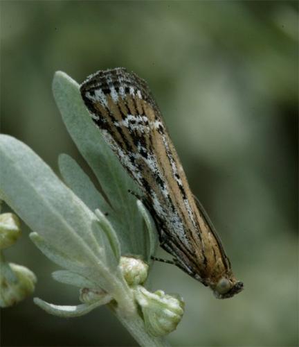 Pempeliella ornatella
