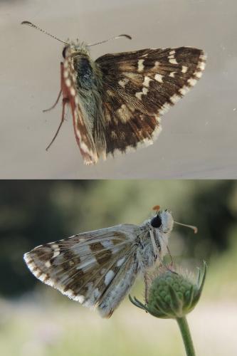 Pyrgus sp.