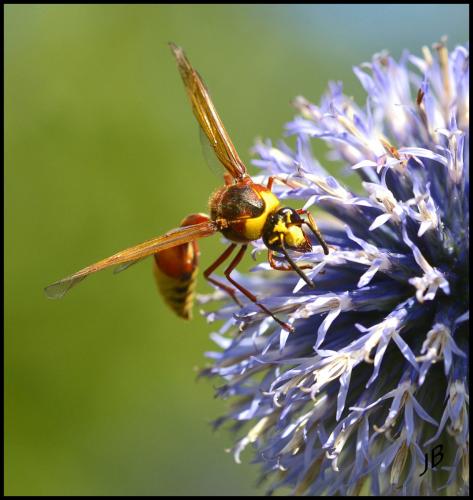 Delta unguiculatum